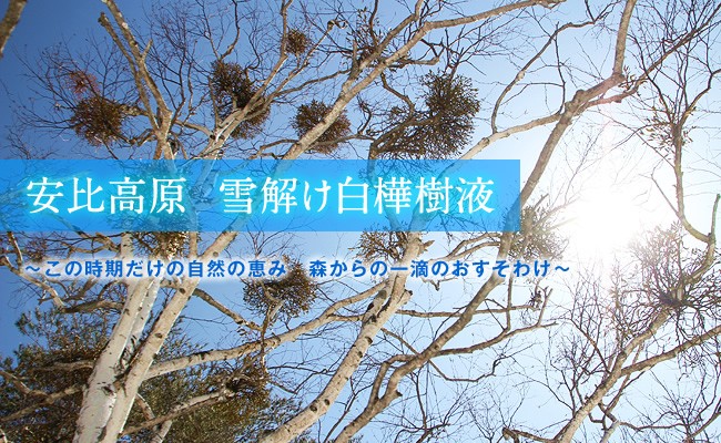 X 034 安比高原 白樺樹液100 飲料 12本セット 岩手県八幡平市 ふるさと納税 ふるさとチョイス