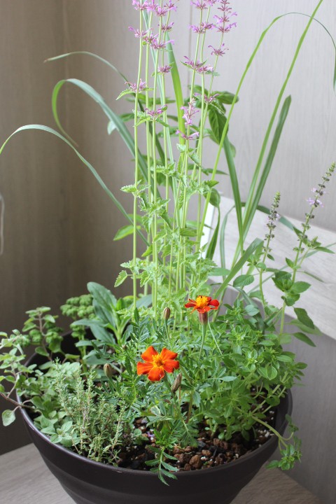 モネの庭ハーブの寄せ植え(一例)