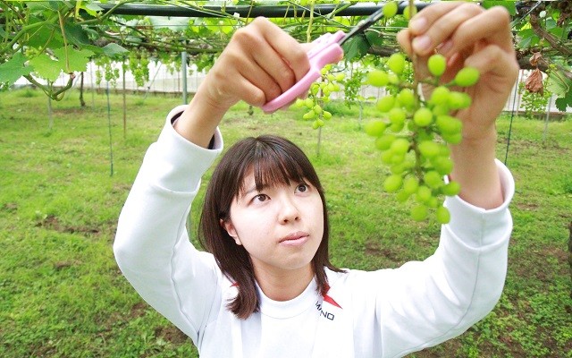 【剪定作業】ブドウ一粒を大きくするため、実が小さい時期に剪定します。