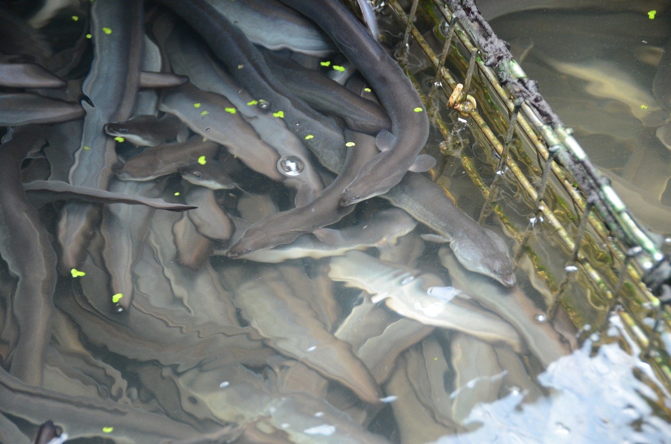 稚魚から時間をかけて大きく育てる