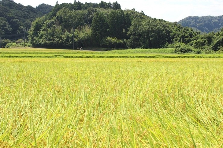 味噌作りに使用する米は自家栽培しています