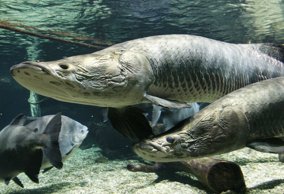 508 世界淡水魚園水族館 アクア トトぎふ 入館券５枚セット 岐阜県各務原市 ふるさと納税 ふるさとチョイス