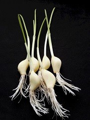 発芽にんにく