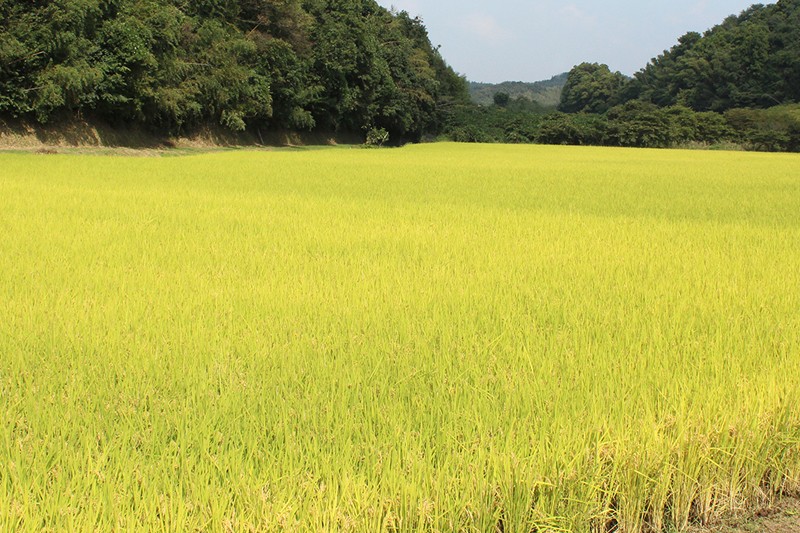 森の中に拓かれた広大な田んぼ。自然の恵みをたっぷり受けたお米です