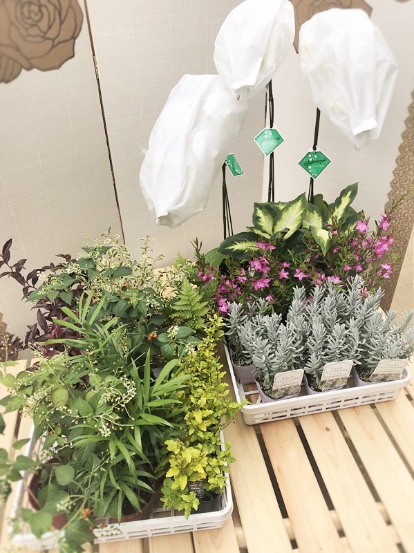 30~40ポットの花を使用して、隙間なく制作します