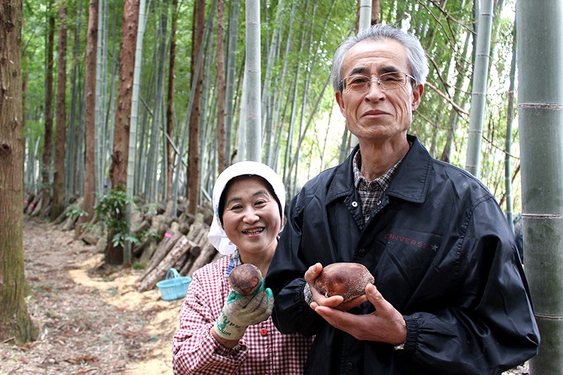 50年にもわたり、原木しいたけを栽培しています!