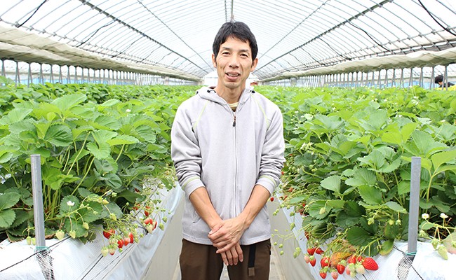 いろいろな品種の完熟イチゴを食べ比べてみてください(園主の関口さん)