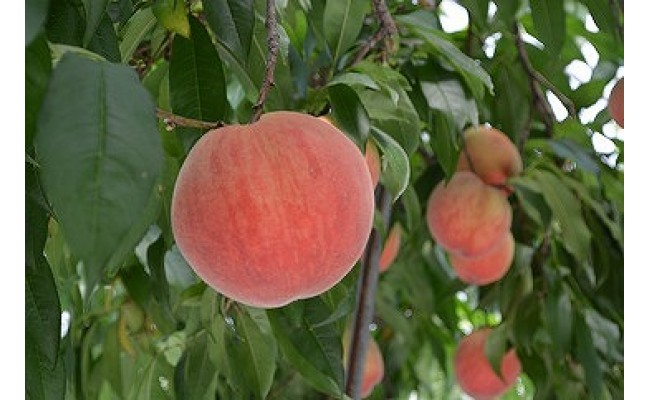 発送時期：2024年5月下旬～6月下旬】熊本県ＪＡくま産 球磨の桃 1kg(5