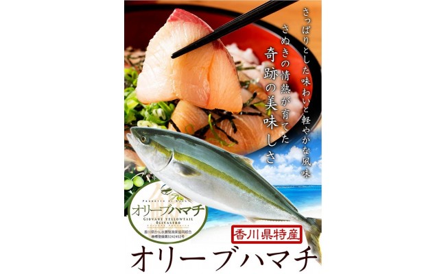 予約分 10月末頃から出荷開始 オリーブハマチ ハーフ 四分一カット B 812 香川県多度津町 ふるさと納税 ふるさとチョイス