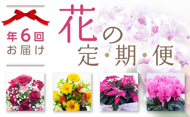 341 季節のお花フラワーギフト定期便1年間 2ヶ月に1度お花が届きます 茨城県境町 ふるさと納税 ふるさとチョイス