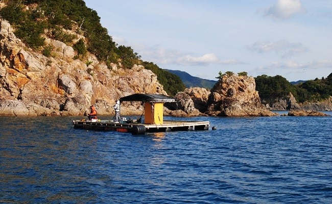 宿毛湾磯・筏釣り券 - 高知県宿毛市｜ふるさとチョイス - ふるさと納税サイト