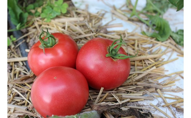 「愛媛県西予市　トマト」の画像検索結果