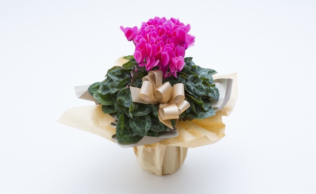 33 003 お花屋さんが選ぶ花植物 シクラメン大株 山形県新庄市 ふるさと納税 ふるさとチョイス