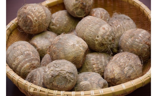 約2.5kg  サトイモ ブランド 新潟県産  当店一番人気 里芋 さといも  砂里芋 さりいも Mサイズ