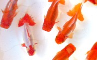 4631 0713 金魚 日本オランダ獅子頭 E 香川県東かがわ市 ふるさと納税 ふるさとチョイス 4631 0713 金魚 日本オランダ獅子頭 E 香川県東かがわ市 ふるさと納税 ふるさとチョイス