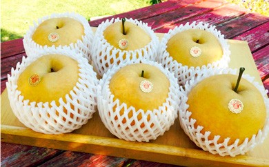 Ctn-01 【旬の限定品】大きさと美味しさはまさに梨の王様!田井梨園の「新高梨」