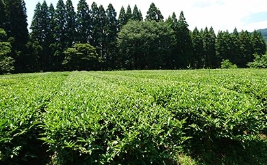 A-28津江朝霧茶セット
