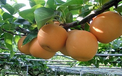 Ckn-01 【旬の限定品】おいしいジューシー旬の味!門脇農園の梨(あきづき)