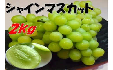 サンプル写真