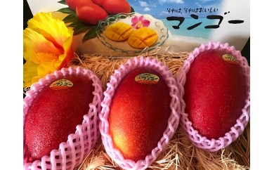B392 それはそれは美味しいマンゴー!L3玉