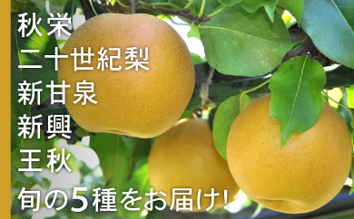 93.「琴浦のおもて梨」リレーセット