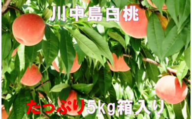 A-232 30年_もも「川中島白桃」5kg