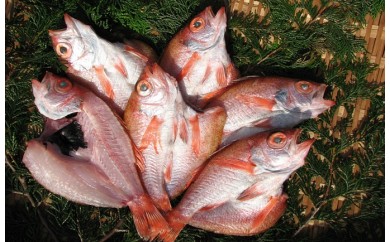 ys{{Îsz`ŐE߁`̂ǂ̈銱 [5716-0145]