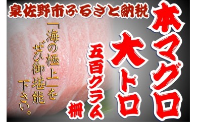 C162 本マグロ大トロ柵 約500g