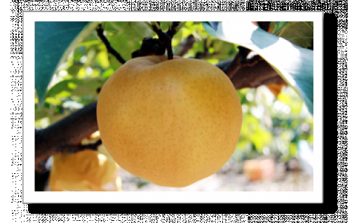 梨王国 鳥取県倉吉市 ふるさと納税 ふるさとチョイス