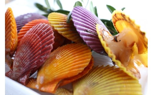 【島根県西ノ島町】イロトリドリヒオウギ貝10枚セット