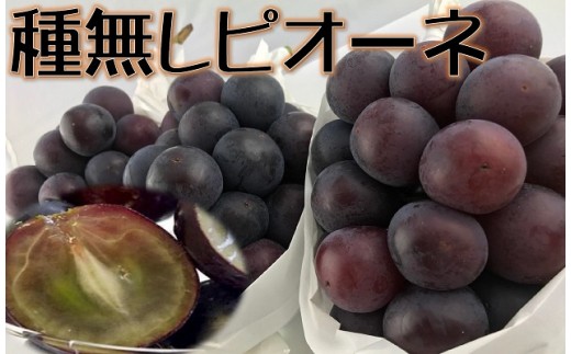 B139 糖度抜群!種なしピオーネ約2.2kg
