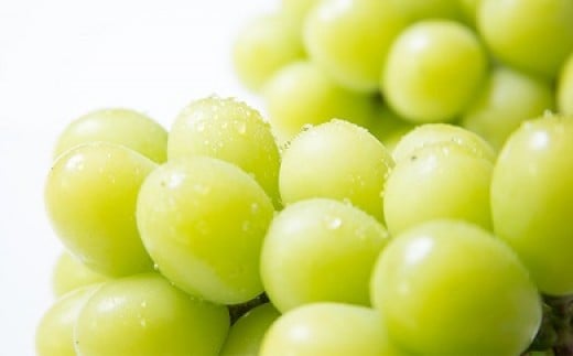 [â„–5803-0232]ç€¬æˆ¸ã‚¸ãƒ£ã‚¤ã‚¢ãƒ³ãƒ„ãƒžã‚¹ã‚«ãƒƒãƒˆ ç´„2kg