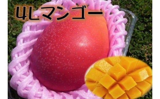 B267 甘さにびっくり!「特大4L完熟マンゴー」