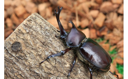 Tb0 8 カブトムシ幼虫観察セット 発送は22年5月以降です 福島県田村市 ふるさと納税 ふるさとチョイス