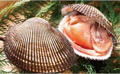 yRh哇z~G聙h哇YVRIktԊLRystJnI2026N124ȍ~̂͂z