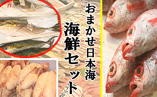 302 おまかせ日本海海鮮セット 生 島根県浜田市 ふるさと納税 ふるさとチョイス