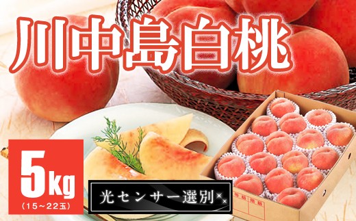 B296 もも「川中島白桃」約5kg