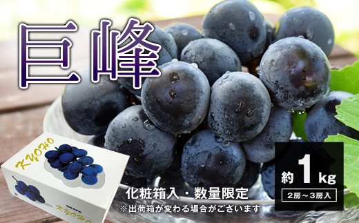 A229 巨峰 約1kg(2~3房)