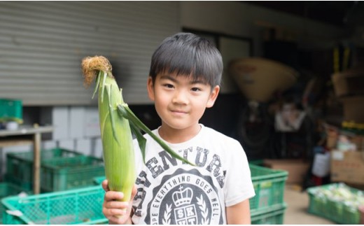 精研さんの美味しいとうもろこし サニーショコラ
