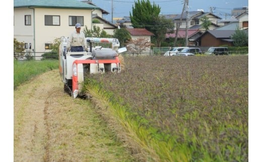 清水町の特産品「緑米」は交雑しやすく、生産量が少ないため「幻の米」と呼ばれています。
