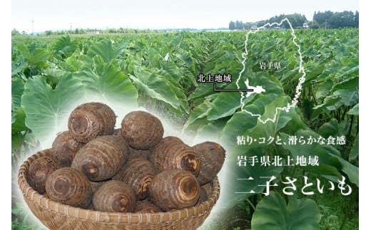 北上市二子地区で栽培されている里芋は独特の粘り、コクがあり秋の特産品として親しまれています