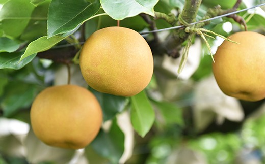 【9月発送】秋の味覚! 球磨産「新高梨」5kg(6~9玉)