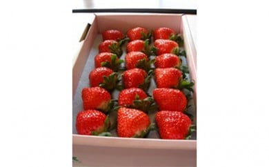 y쌧쒬z[5911-0099]yNz ʂЂ(ϔ) ʕ  C`S