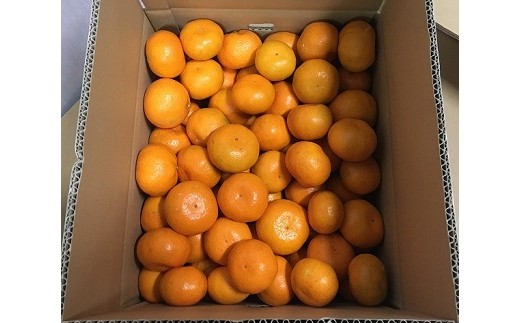 おん しゅう みかん