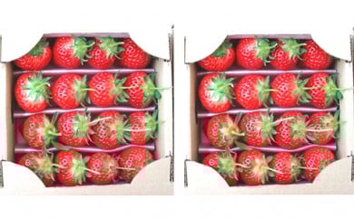 y쌧쒬z[5911-0109]y1`zʂЂ䕁@t400g×2 ʕ  C`S