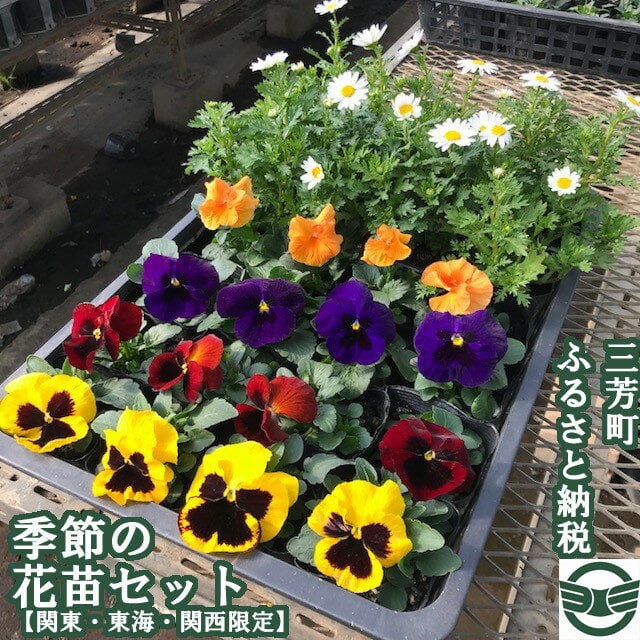 季節の花苗セット【配送エリア限定】 - 埼玉県三芳町｜ふるさとチョイス - ふるさと納税サイト