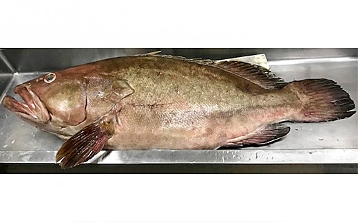 841 幻の高級魚 天然クエ鍋セット 400g 島根県浜田市 ふるさと納税 ふるさとチョイス