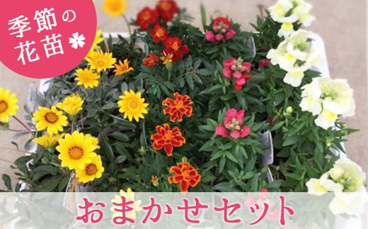 季節の花苗を20~24ポットお届けします。