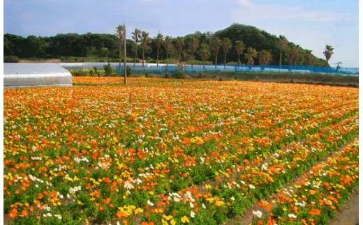 010 036 館山産の 神山養蜂 はちみつ計500g 千葉県館山市 ふるさと納税 ふるさとチョイス