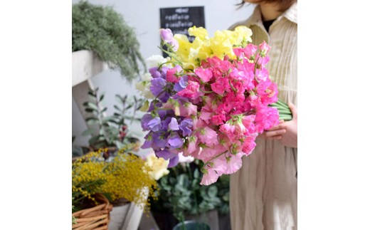 Ad 6 季節のお花 定期便 12か月 大阪府門真市 ふるさと納税 ふるさとチョイス